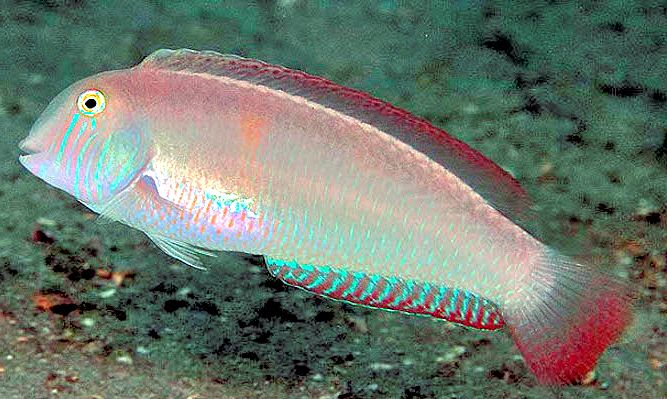 Xyrichtys novacula_000002